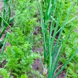 Luk i šargarepa u istoj bašti